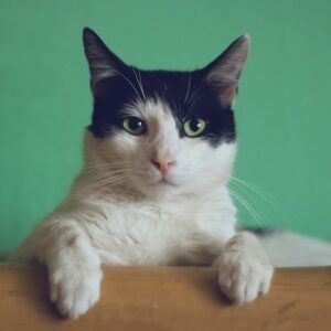 Katzen-Trinkbrunnen 2L ultraleise