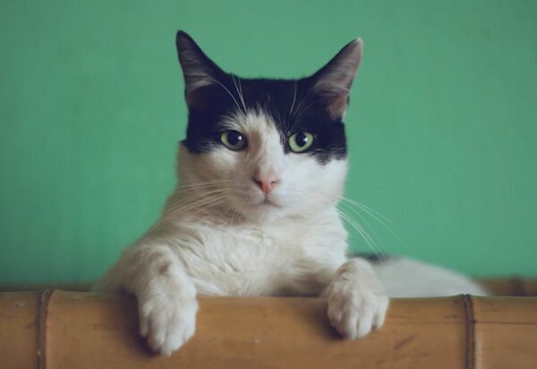 Katzen-Trinkbrunnen 2L ultraleise