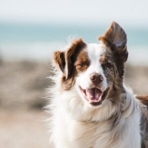 Kühlmatte für Hunde (Sommer)