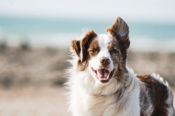 Kühlmatte für Hunde (Sommer)